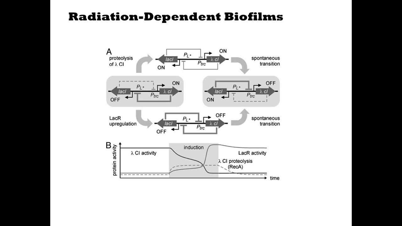 Radiation Induced Biofilms