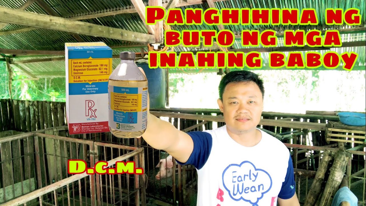 Anong gamot sa panghihina ng buto sa paa nga mga inahing baboy pagkatapos manganak | Ryan Patenio