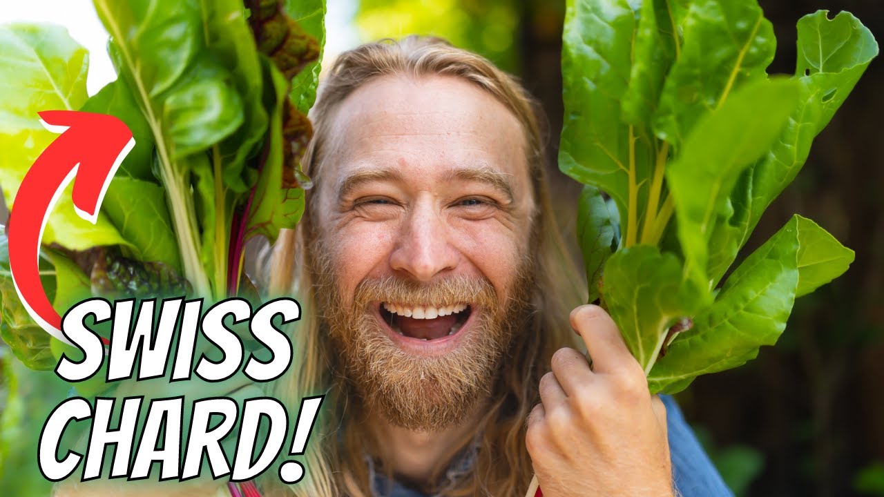 How to Grow ABUNDANT Swiss Chard: From Seed to Harvest