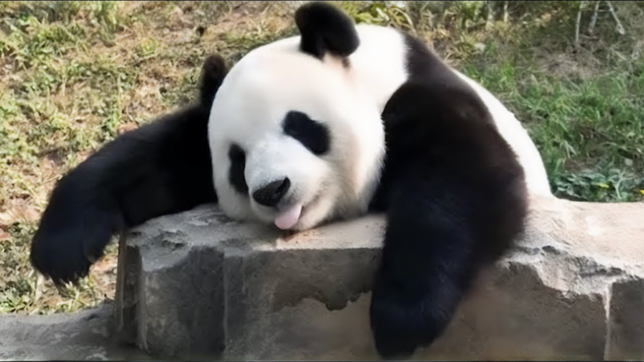 Qué Pasa con los Pandas I Mini documental