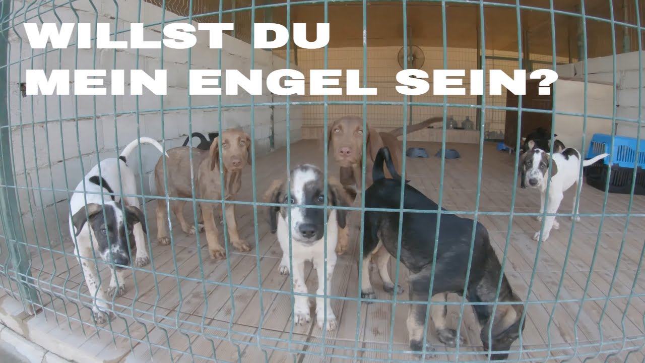 Antalya Welpen suchen ein Zuhause