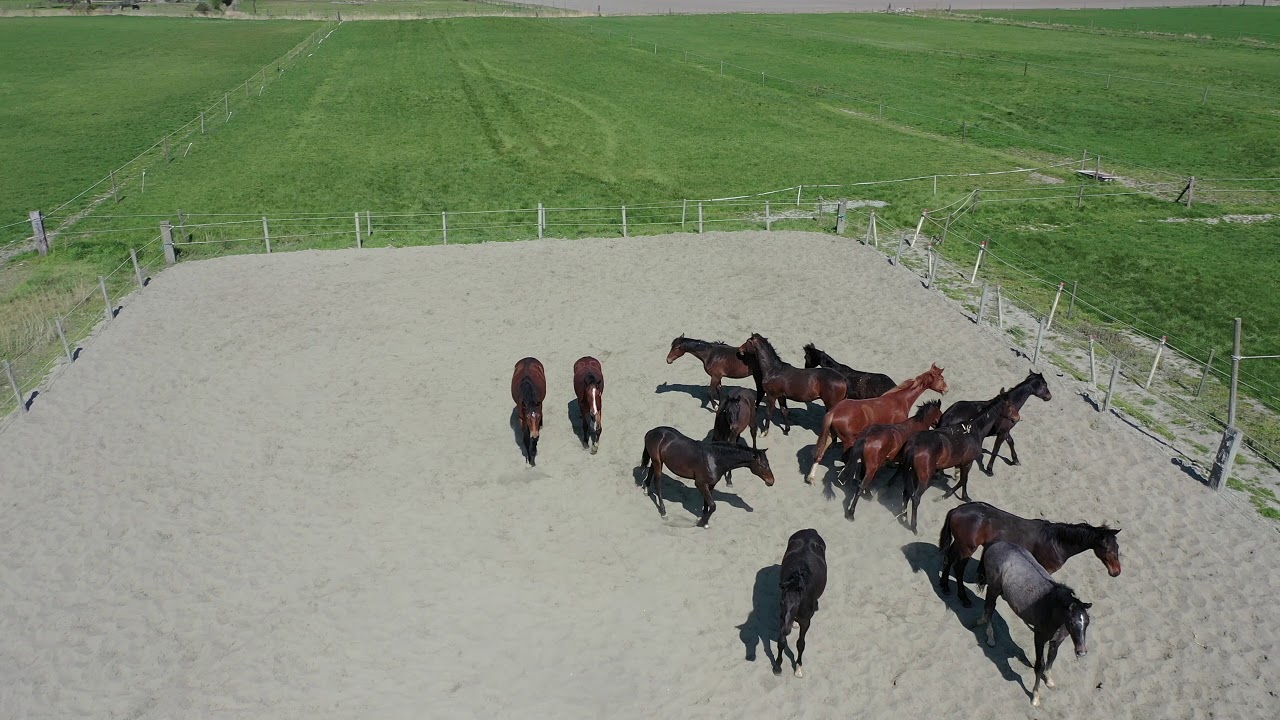 Paarden opfokbedrijf Fortuin