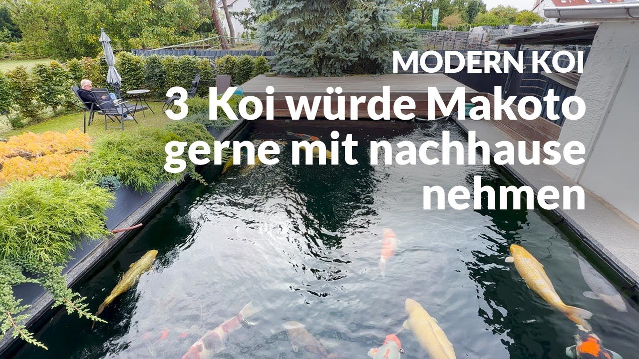 Makoto trifft bei Maurice auf geniale Konishi Koi | Modern Koi Blog #7671