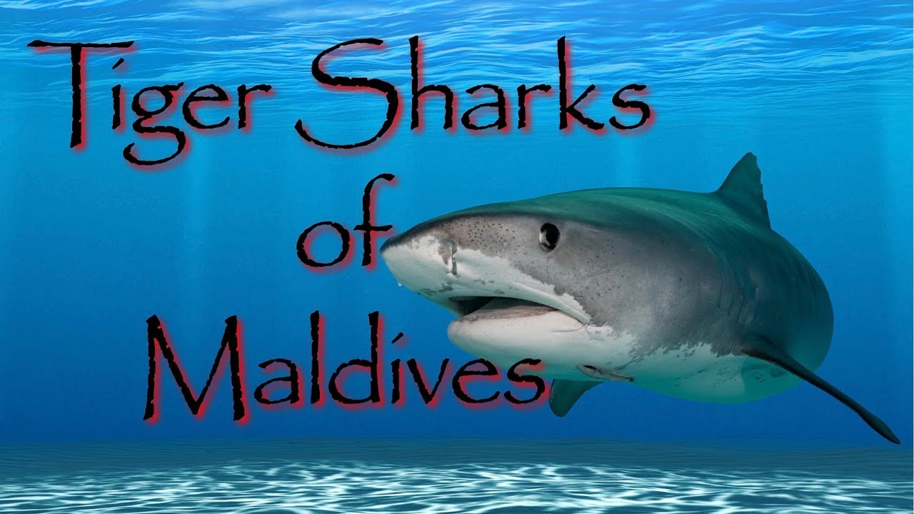 Tiger Sharks of the Maldives!