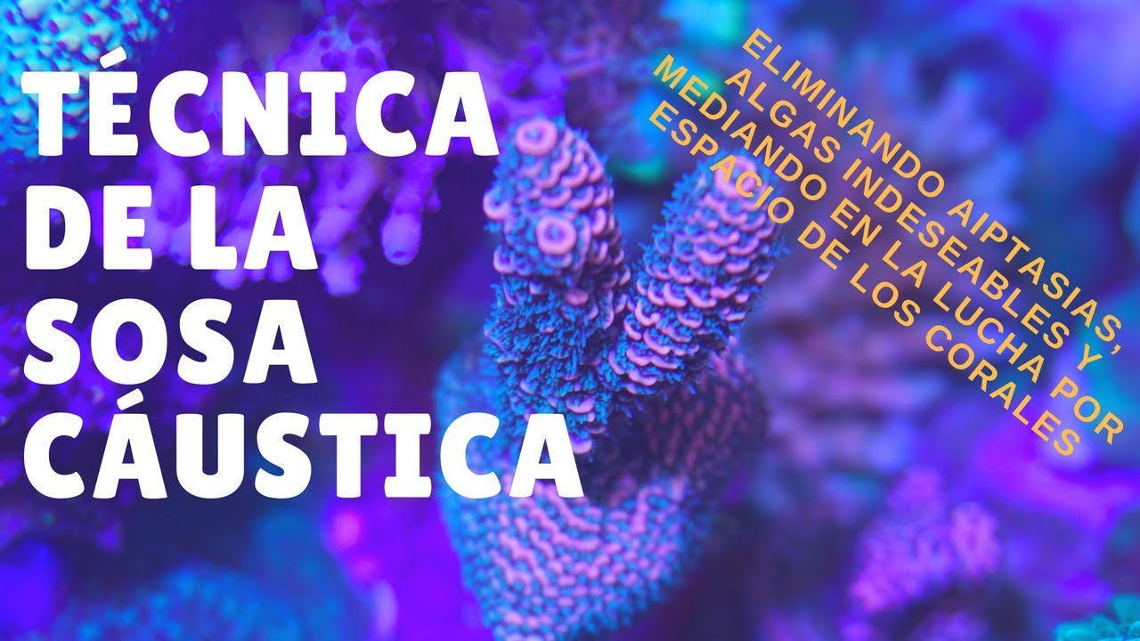 Eliminando brotes iniciales de Valonia, Algas indeseables y Aiptasias