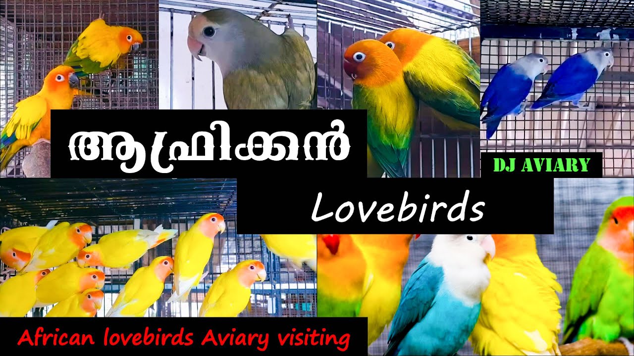 ആഫ്രിക്കൻ Lovebirds | African Lovebirds aviary | DJ Aviary | Kerala Vlogs Channel |