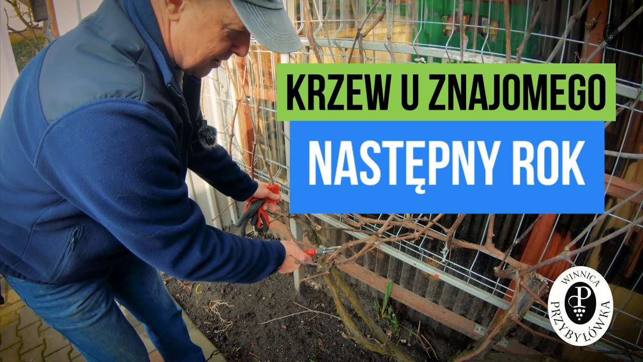 Krzew u Znajomego - następny rok
