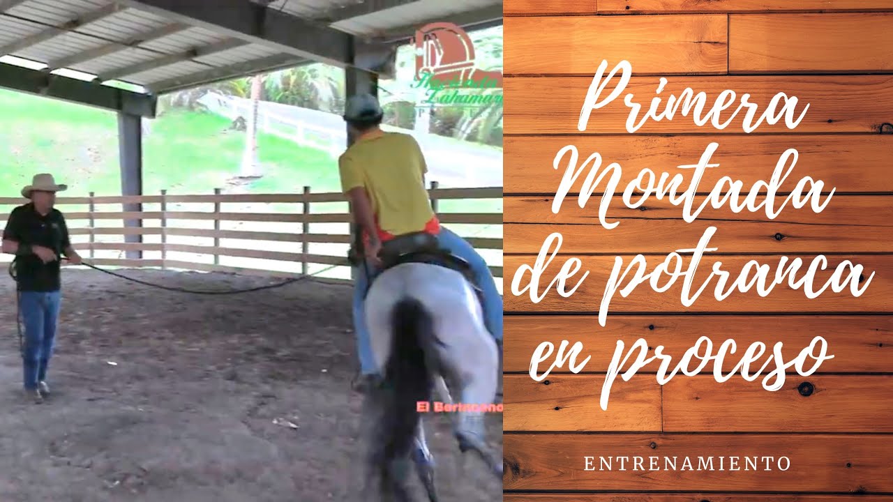 Primera montada de Potranca en proceso
