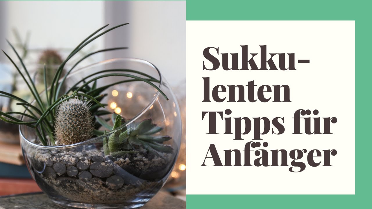 Sukkulenten Tipps f&uuml;r Anf&auml;nger