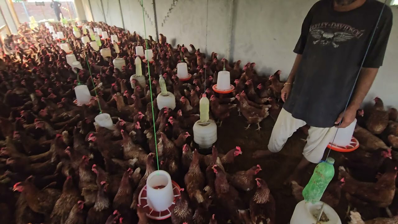 Lohmann Brown Hens Stopped Laying Eggs | Help Me Figure Out Why