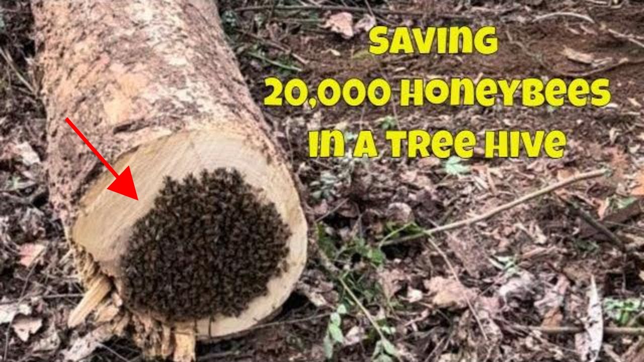 How we saved 20,000+ honeybees in a 