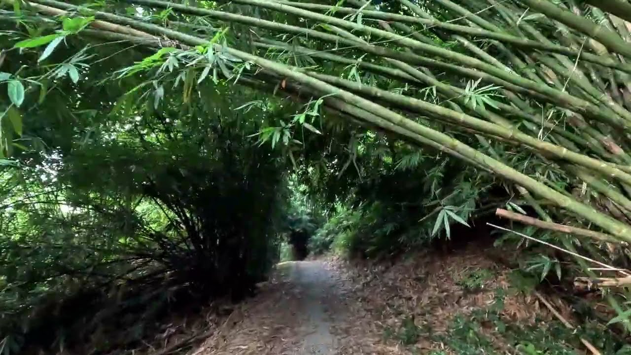 Mandai Park Connector to the Wallace Trail, Singapore