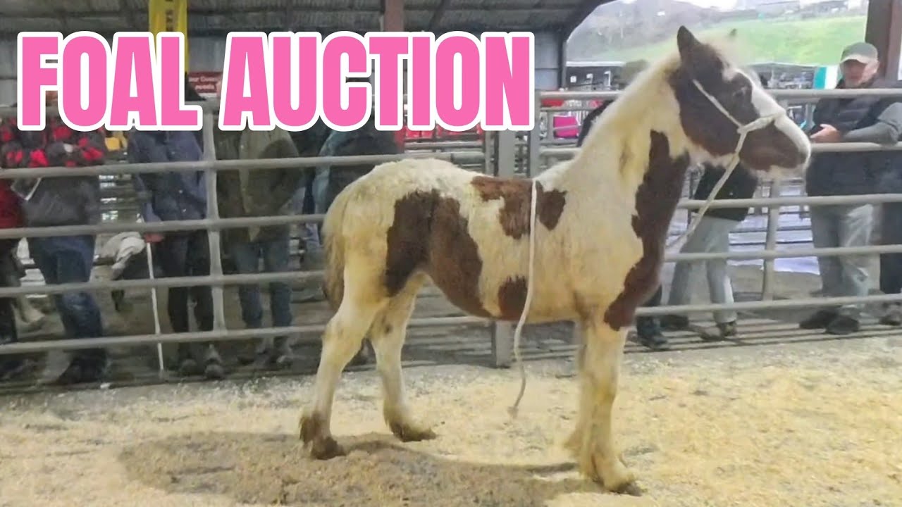 FOAL SALE AT THE HORSE AUCTION IN LLANYBYDDER 