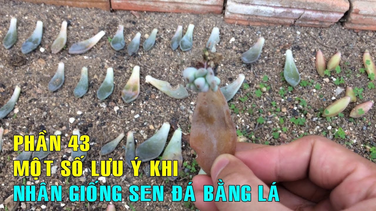 Phần 43: Một số lưu ý khi Nhân Giống Sen Đá Bằng Lá