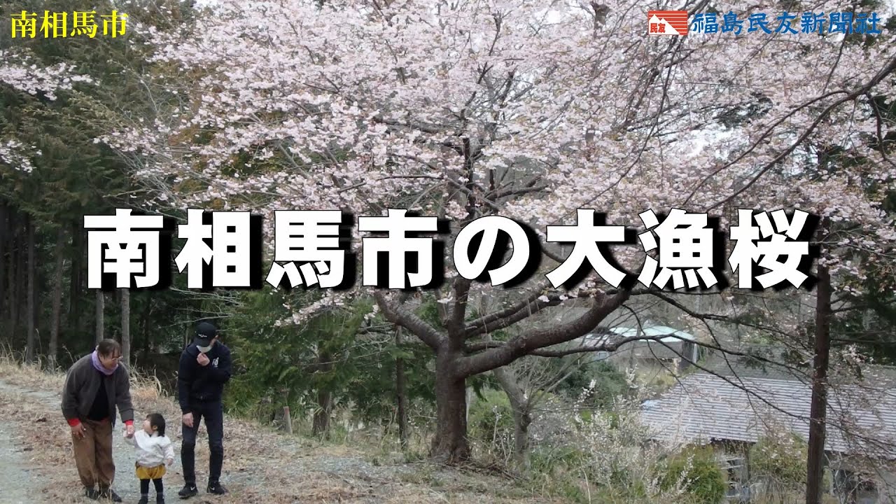 南相馬市の大漁桜