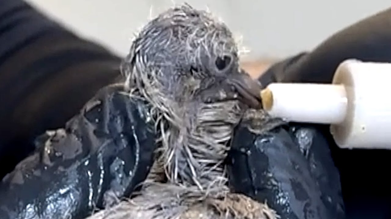 No one wanted to help invasive bird. This woman took her in