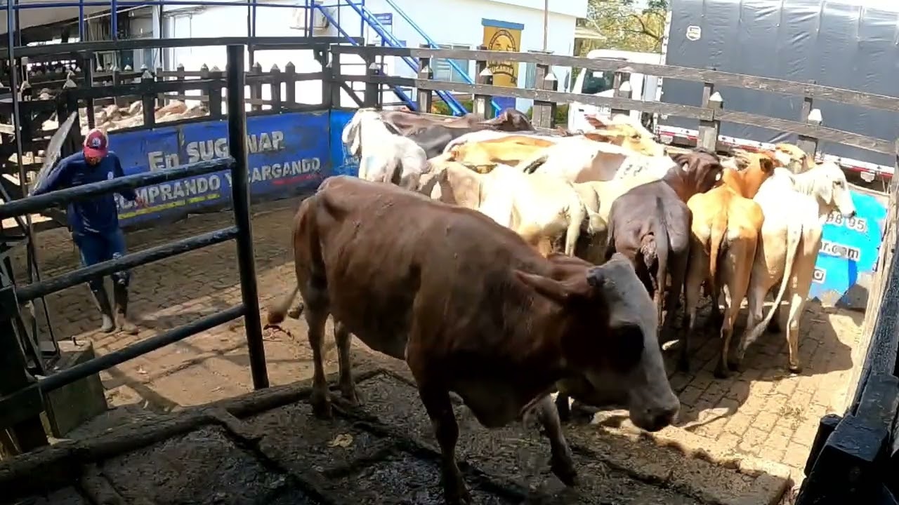 Lote Nro. 204