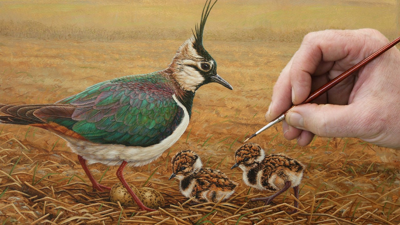 Painting a Northern Lapwing & Chicks | Wildlife Art | Robert E Fuller