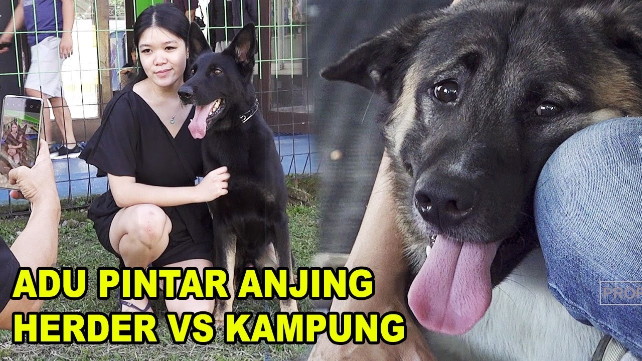 ANJING KAMPUNG VS ANJING HERDER, MANA YANG LEBIH PINTAR ?