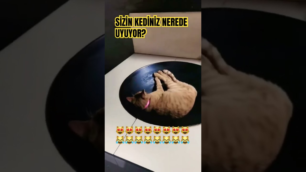SEVİMLİ PATİLER : KEDİLER HER YERDE UYUR #sevimlipatiler #kedi #keşfet #shortvideo