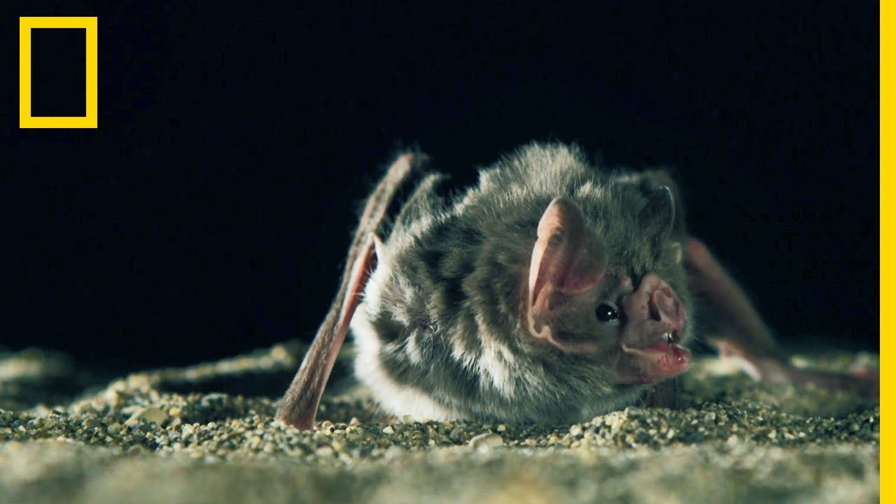 Les chauves-souris vampires se nourrissent de sang