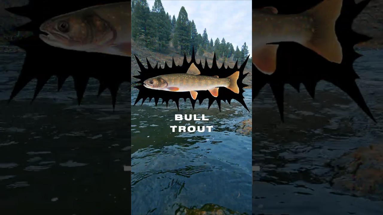 Catching Every Type Of Trout In IDAHO - Bull Trout