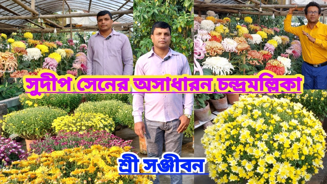 সুদীপ সেনের অসাধারন চন্দ্রমল্লিকা||Beautiful Chrysanthemum Of Sudip Sen||Shree Sanjiban||