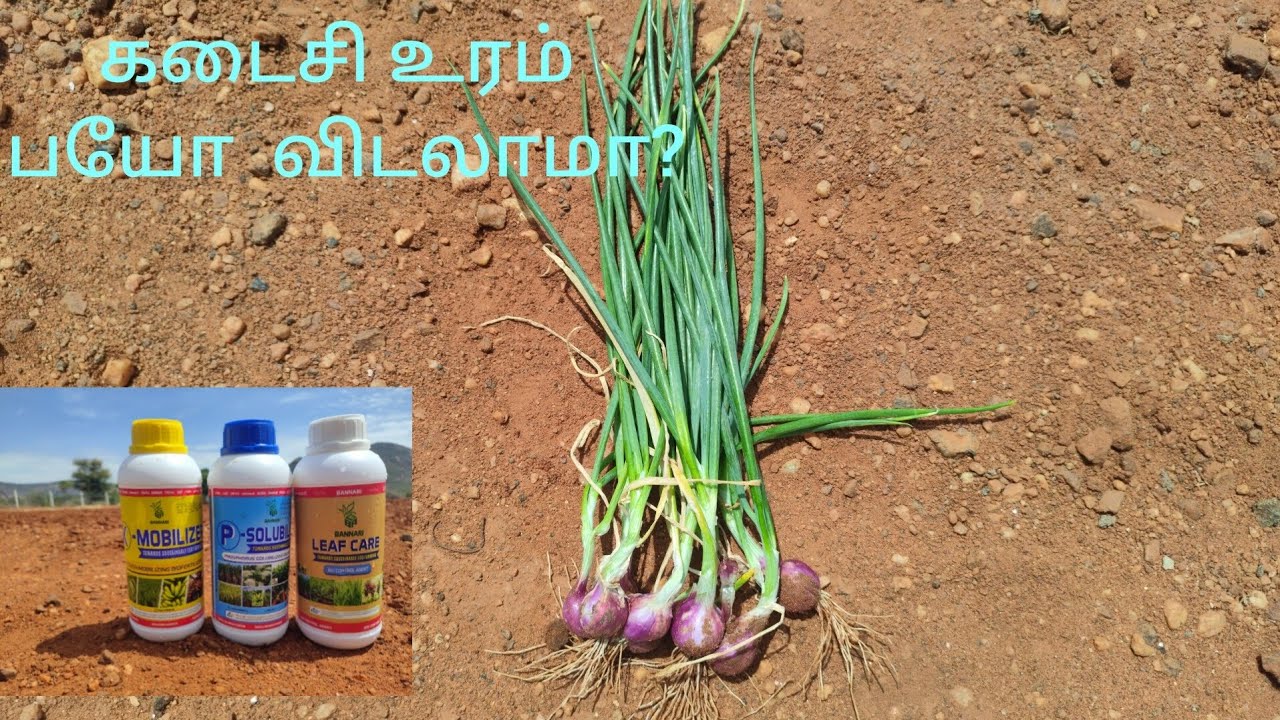 வெங்காயம் கடைசி உரம், மருந்து என்ன கொடுக்கலாம்? அறுவடை எப்போது?