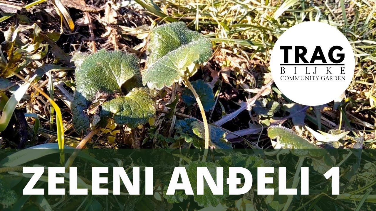 ZELENI ANĐELI 1 (2021) [TRAG BILJKE]