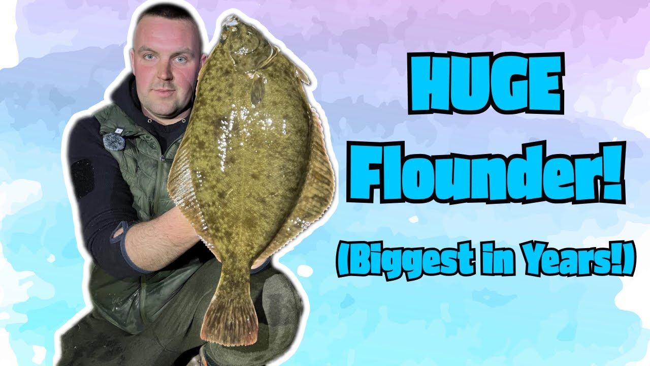 Giant Flounder!!! Biggest I've seen for years...