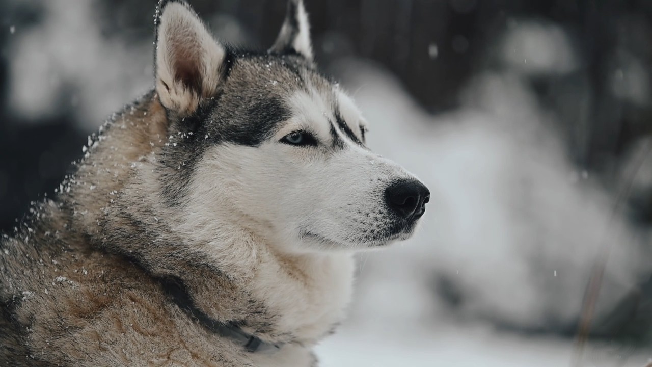 The Pine Thicket — Music Video — New Fable