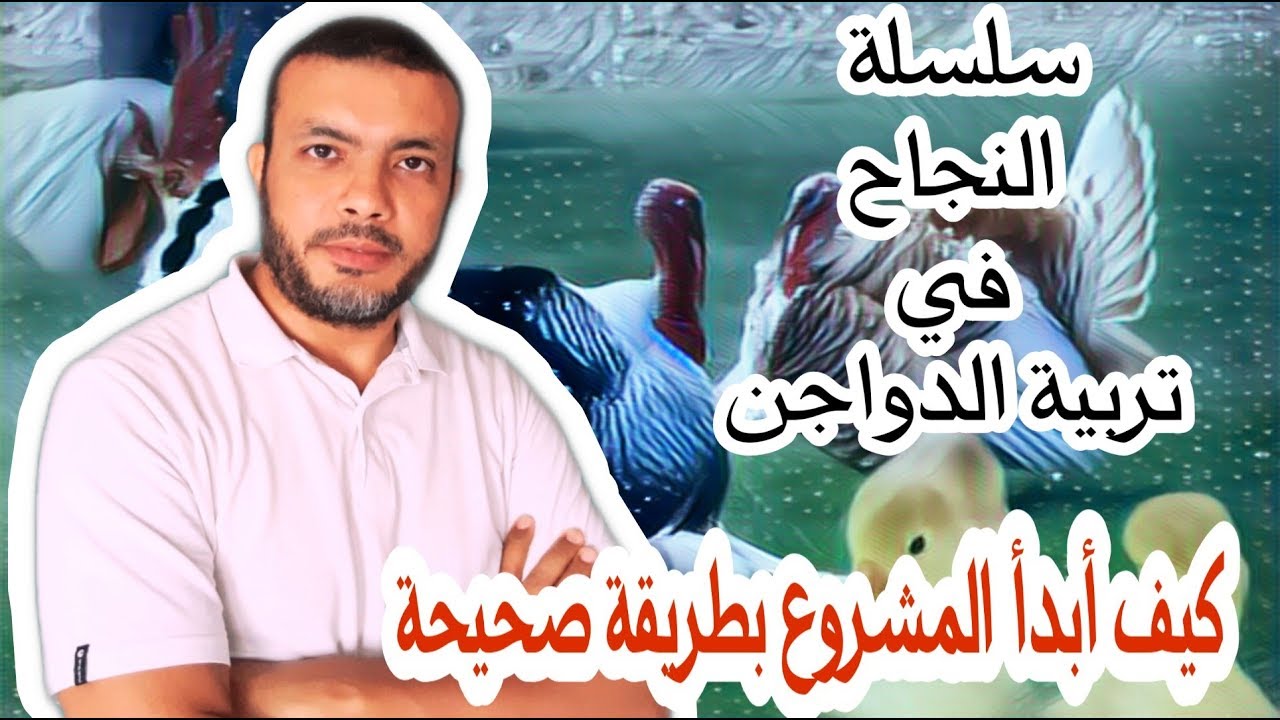 استمع لهذه النصائح قبل أن تبدأ مشروع دواجن