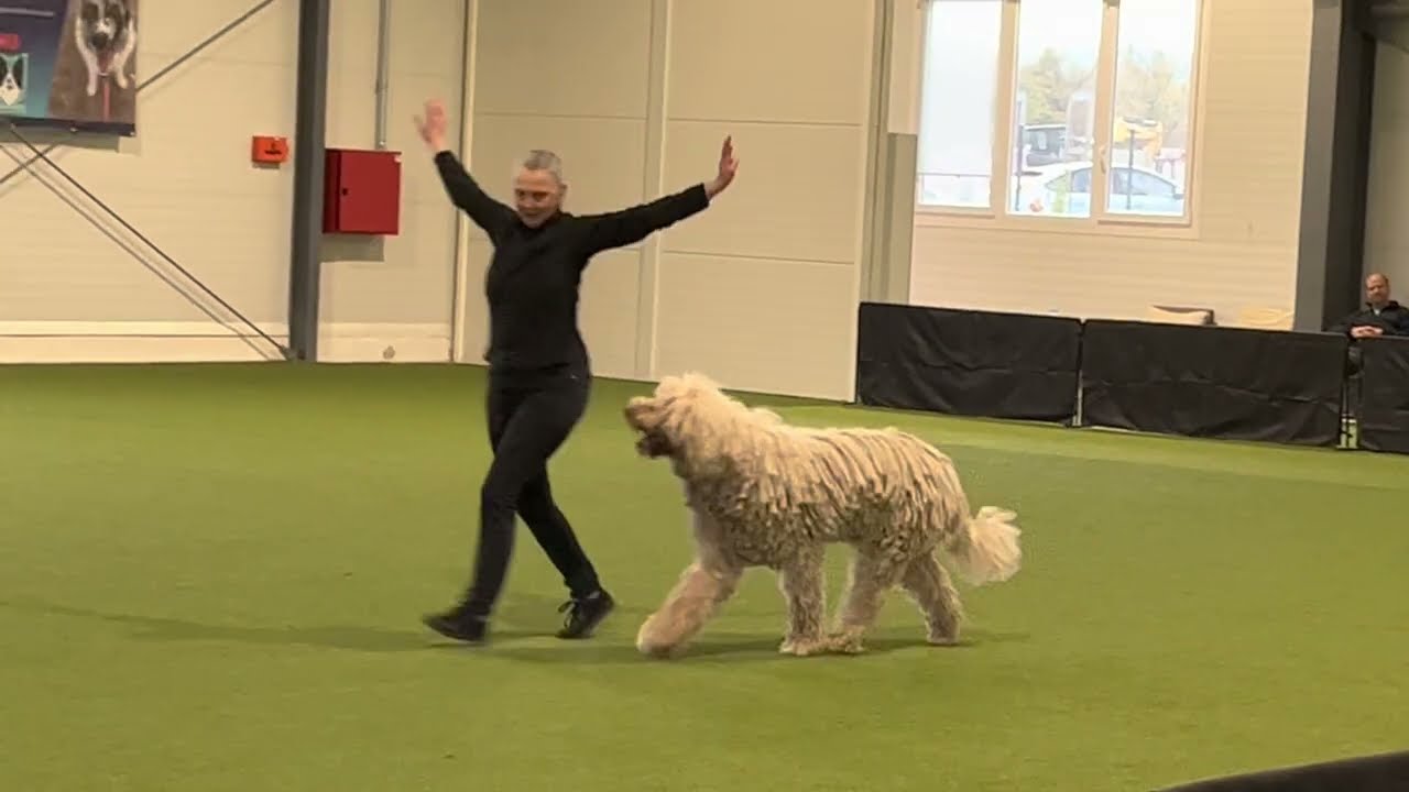 Komondor Dancing 😍🫶