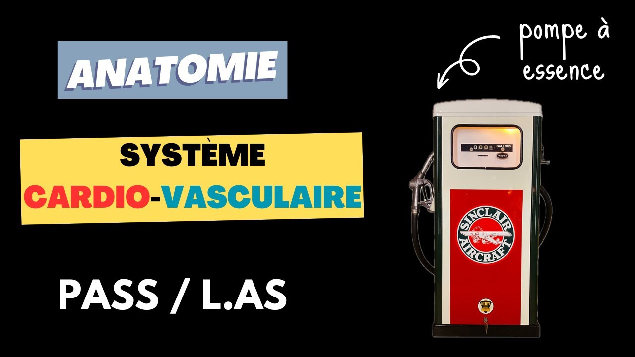 ANATOMIE - Cœur et circulation