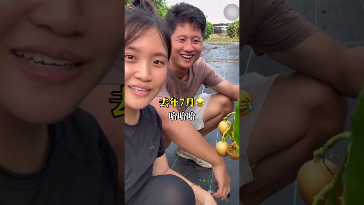 天气突然变冷连下了几天的雨，学长早早打算好在院子里种上他最爱吃的黄皮树，鸡司令开学长爸爸的拉猪车去运，果苗场各种各样的果树都有，只要十几块钱一颗，什么都想买就是没地方种#广东 #家庭日常 #黄皮