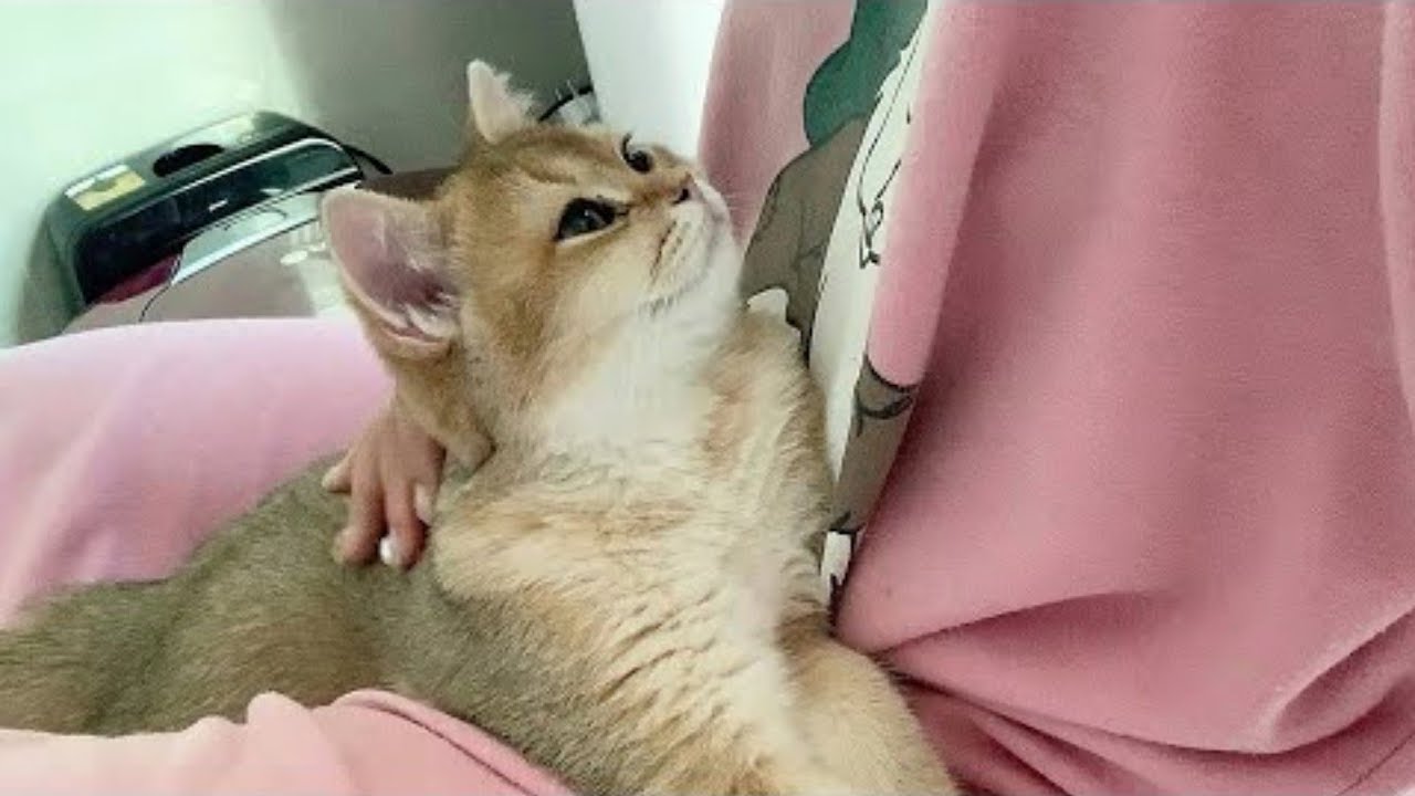 말 안 듣다 혼나서 집사품에 안겨 서러움 터진 고양이