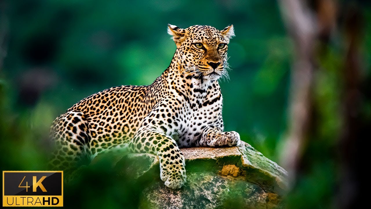 African Safari 4K - Discover And Admire The Beauty Of African Wildlife - Kruger National Park