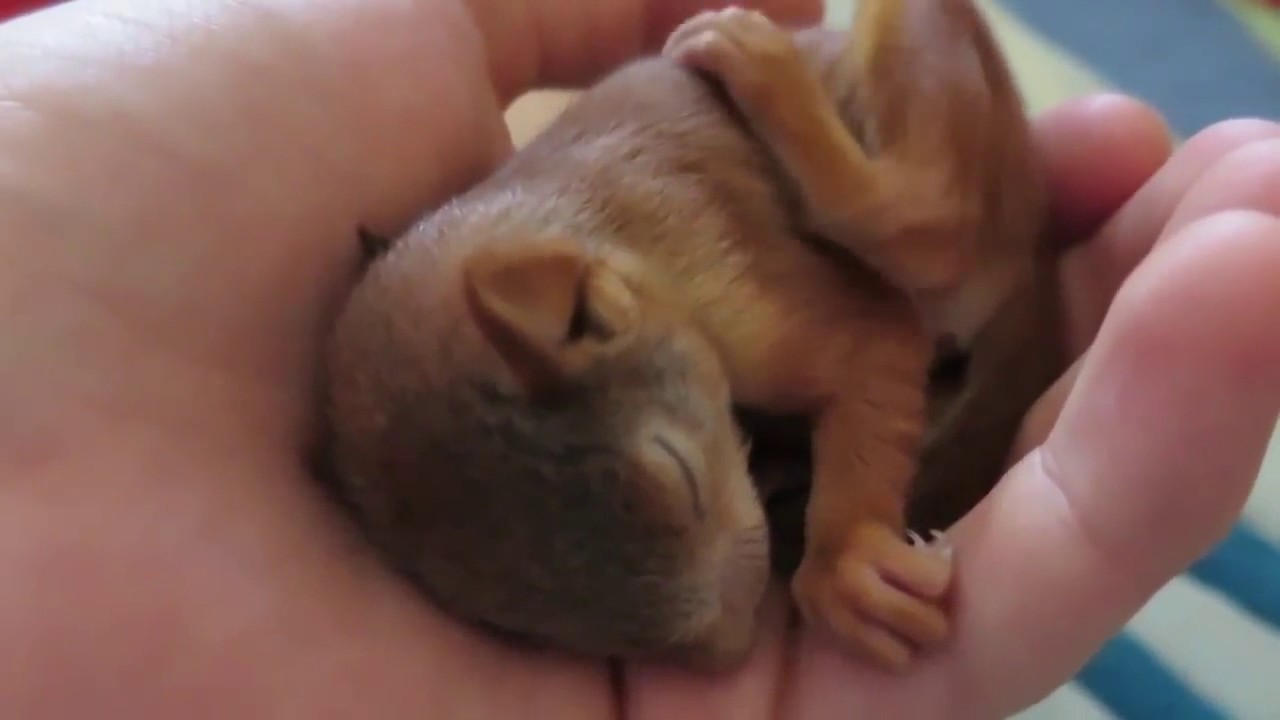 Спящий бельчонок | Baby squirel | Sciurus