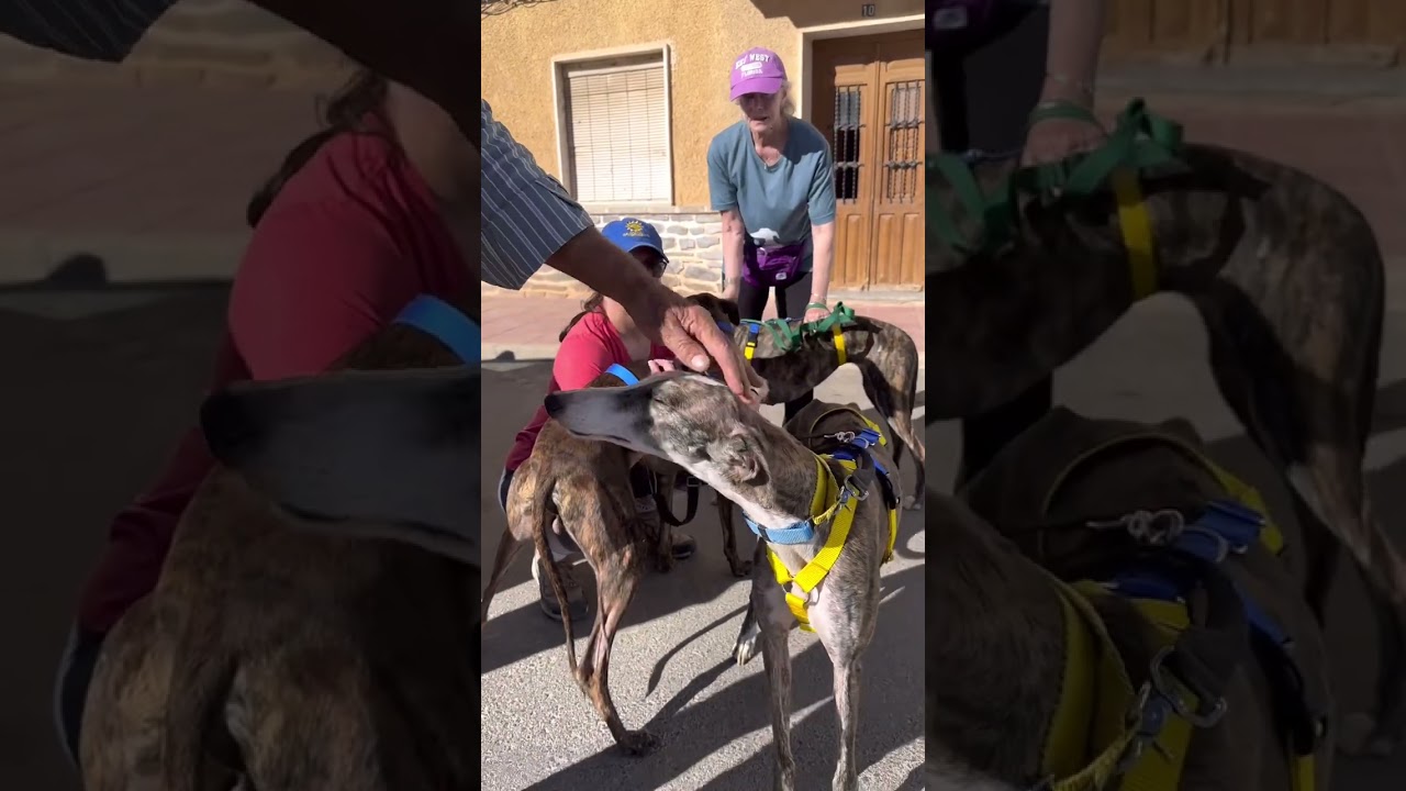 Three unwanted galgos rescued!