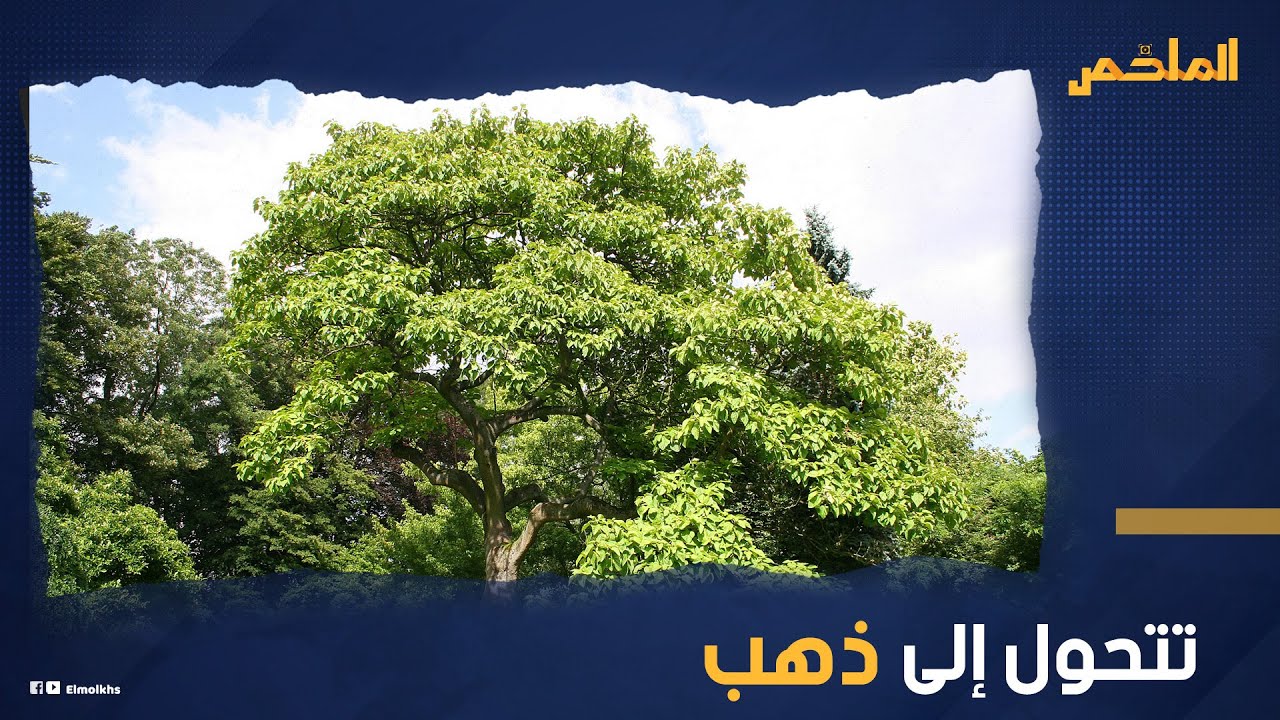 تحول الأرض إلى منجم ذهب.. وتدخل ملايين الدولارات لأصحابها.. ما سر شجرة السعداء في سوريا؟