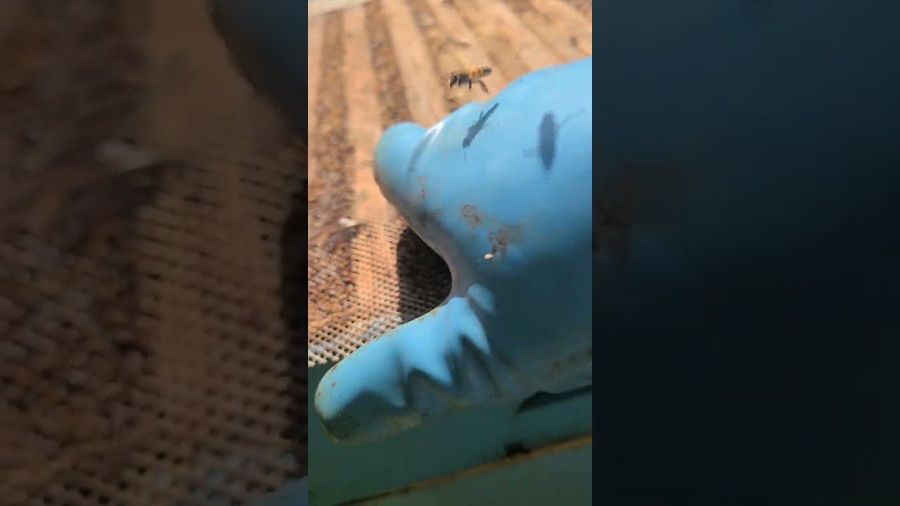 La grille à Propolis