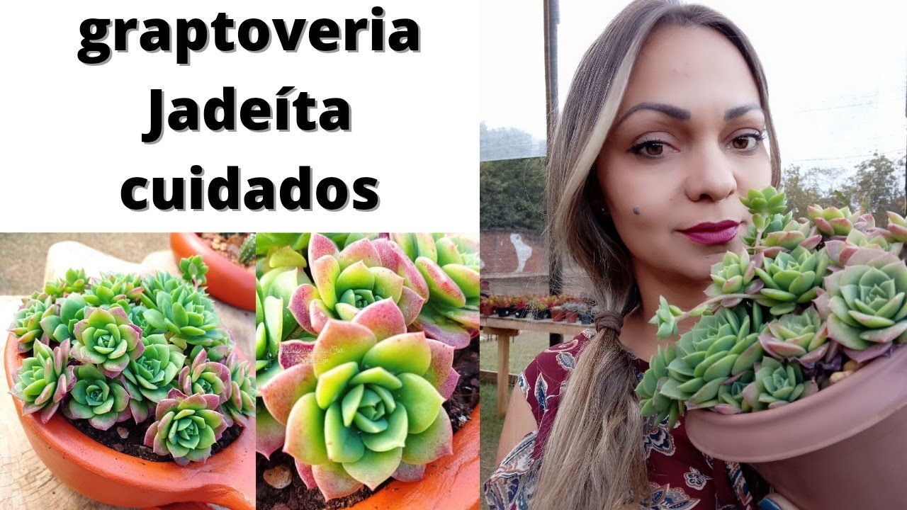 Jadeíta , graptoveria jadeita como cuidar, dicas de cultivo.