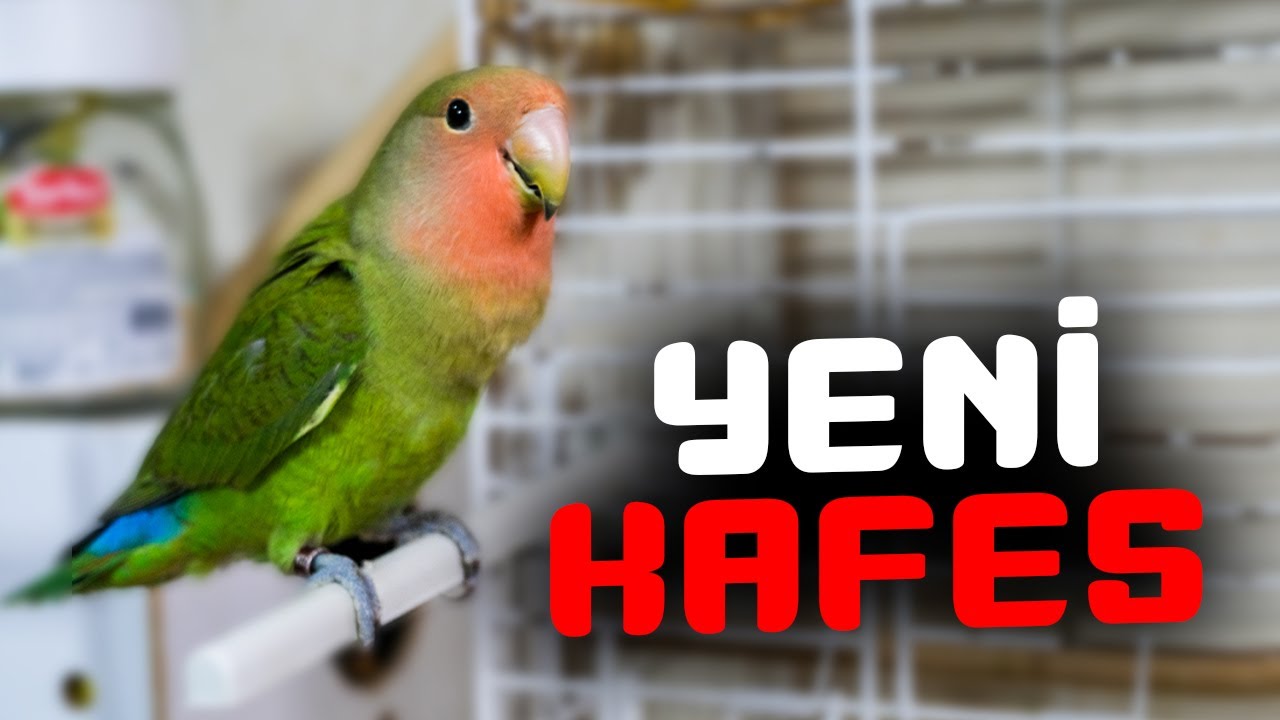 Karpuz Kafes Düzeni - Oyun Alanı