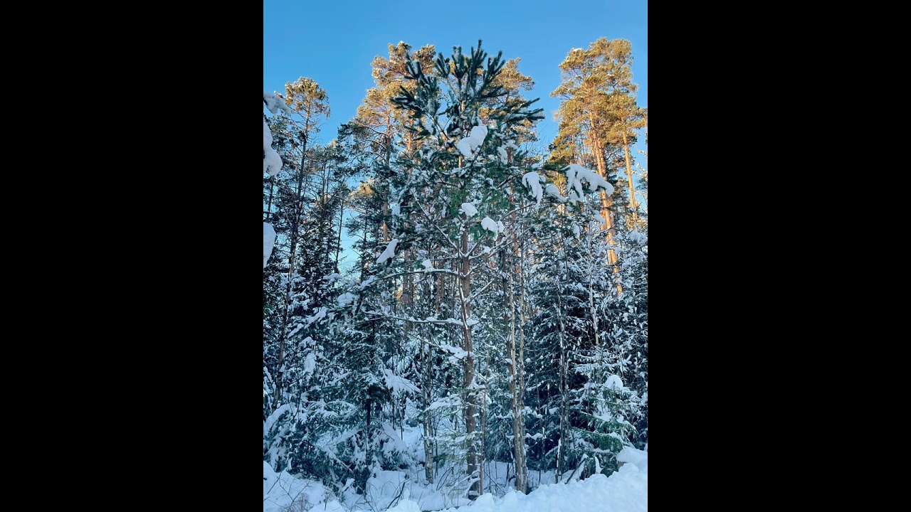 Calming Music for Stress Relief & Healing Mind, Body & Soul🌿