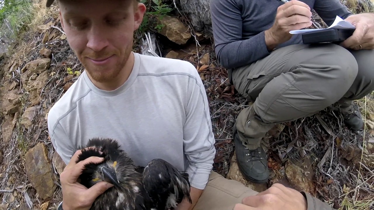 Santa Cruz May 8-9 banding update