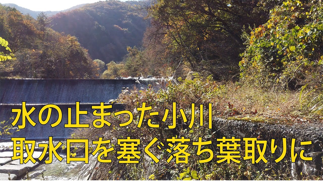 小川の水が止まったので、大量の落ち葉で塞がった取水口の落ち葉取り