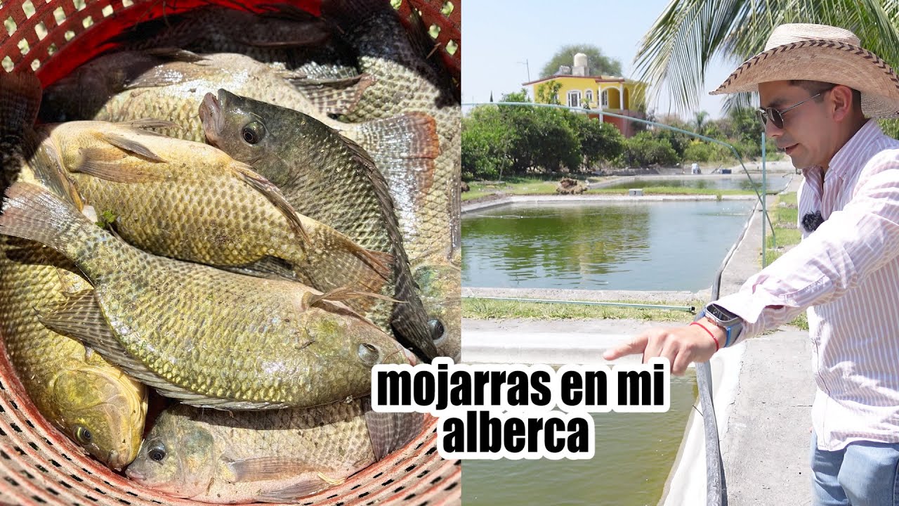 CRIANDO TILAPIA DEL NILO EN MI ALBERCA cosechando 4 toneladas para mi restaurante