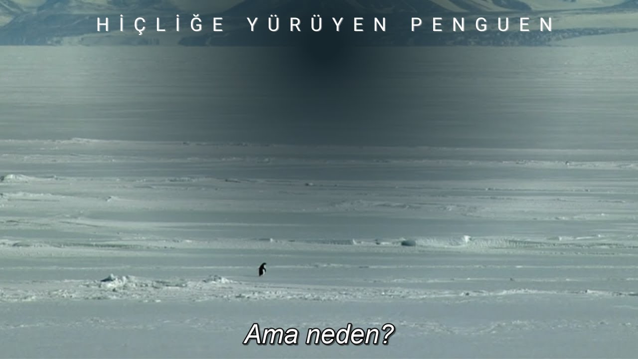 Nihilist Penguen ve Antarktika | D&uuml;nyanın Sonundaki Karşılaşmalar (T&uuml;rk&ccedil;e Altyazılı)