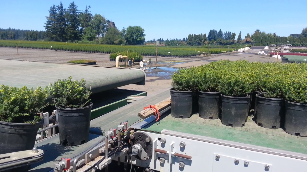 Trimming and spacing with forks systems