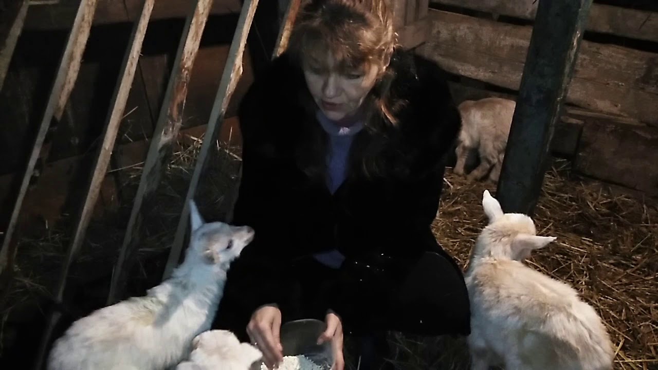 Вес кроликов в два месяца и немного о козлятах